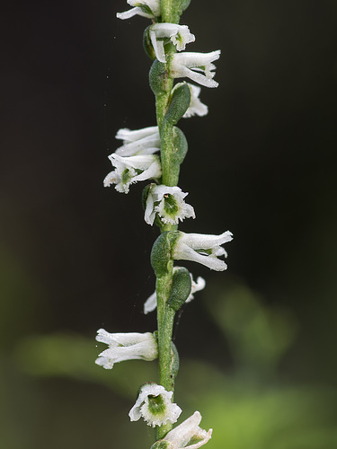Spiranthes lacera var. gracilis (Slender Ladies'-tresses orchid)
