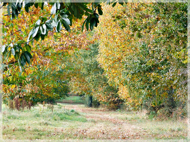 Automne à BAGUER PICAN