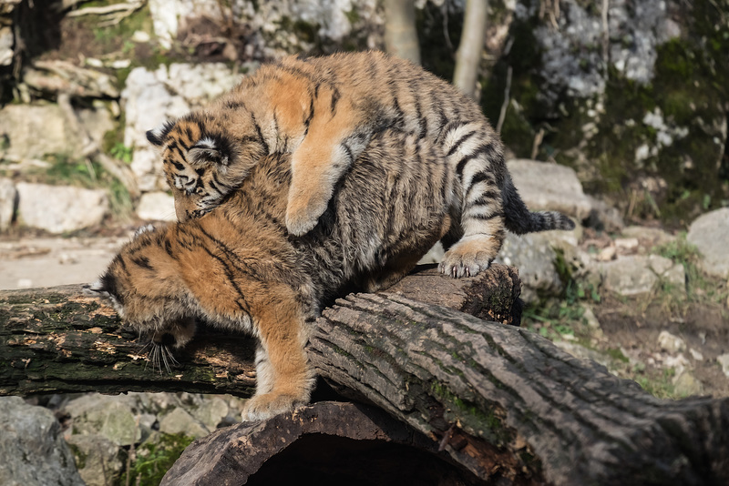 BESANCON: La Citadelle, Le tigre et les tigreaux. 27