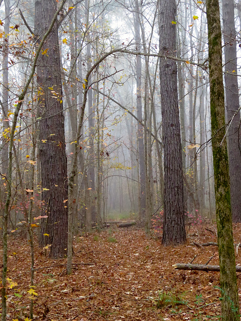 Path through the forest