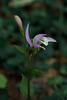 Triphora trianthophorus (Three-birds orchid)