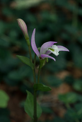 Triphora trianthophorus (Three-birds orchid)