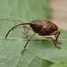 Nut Weevil (Cuculio nucum).