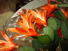 Flowers on the cactus