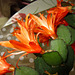 Flowers on the cactus