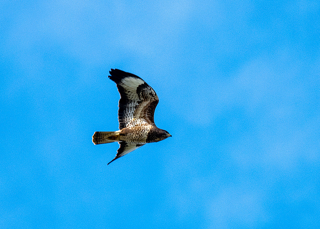 Buzzard