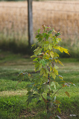 Acer Rubrum  "October Glory" sapling