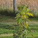 Acer Rubrum  "October Glory" sapling