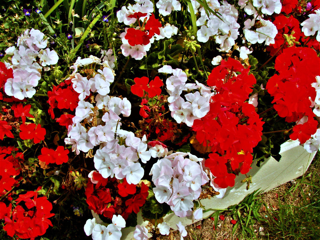 Geraniums