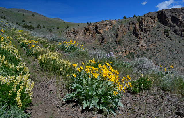 Lupins & Balsam Root cover the trail