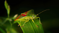 Die Bunte Blattwanze (Elasmostethus interstinctus) leuchtet durch ihr Rot :)) The variegated leaf bug (Elasmostethus interstinctus) shines with its red color :)) La punaise panachée (Elasmostethus interstinctus) brille de sa couleur rouge :))
