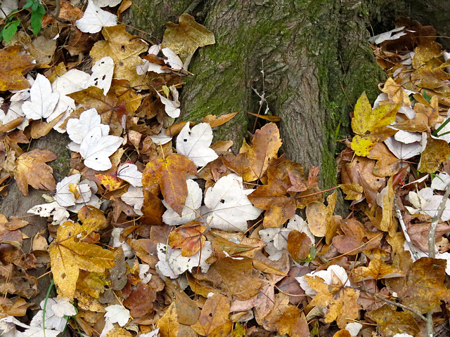 Fallen leaves (mostly red maple)