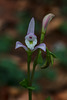 Triphora trianthophorus (Three-birds orchid)