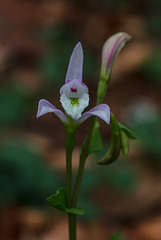 Triphora trianthophorus (Three-birds orchid)