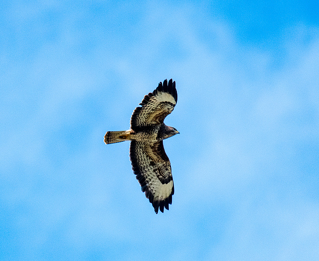 Buzzard