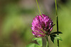 Les modestes  ... Trèfle des prés , Trifolium pratense