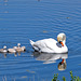 Petite Camargue (Haut Rhin)