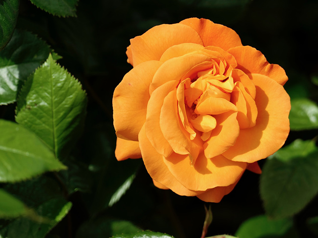Rose Rose