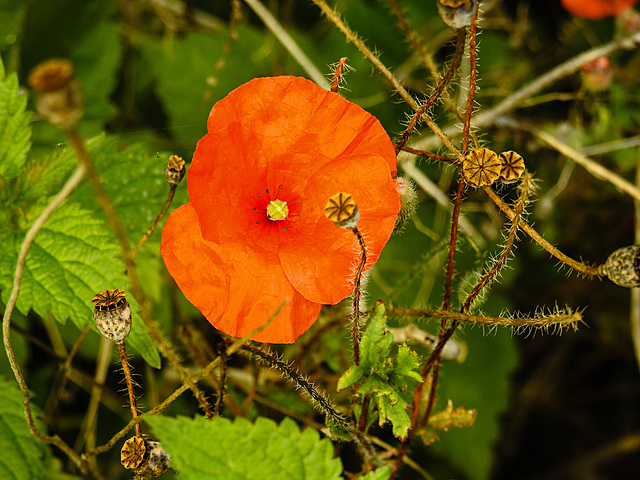 20220923 1776CPw [D~LIP] Klatsch-Mohn (Papaver rhoeas), UWZ, Bad Salzuflen