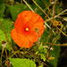 20220923 1776CPw [D~LIP] Klatsch-Mohn (Papaver rhoeas), UWZ, Bad Salzuflen
