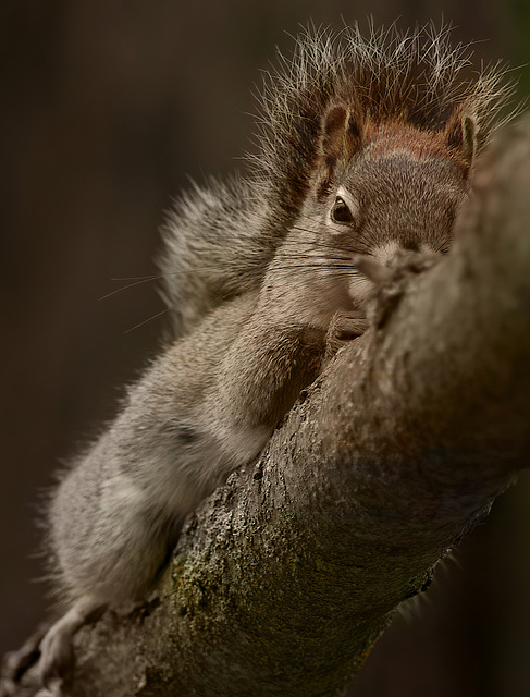 Red squirrel reclining on a maple branch