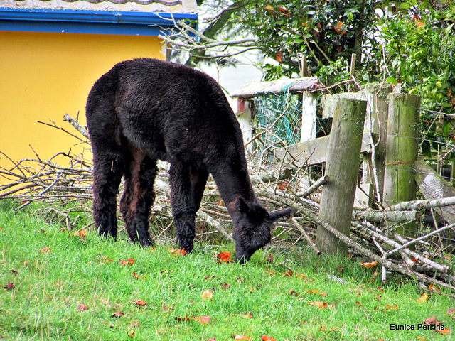 Alpaca Grazing.