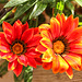 intense colour