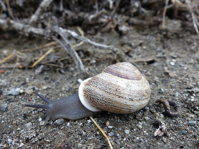 Snail - 14 April 2016