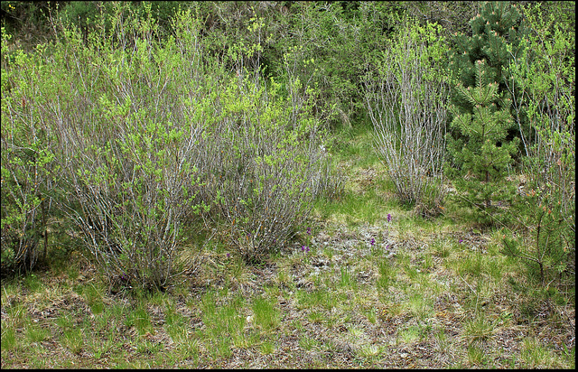 Station à Salix purpurea et Orchis bouffon