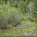 Station à Salix purpurea et Orchis bouffon