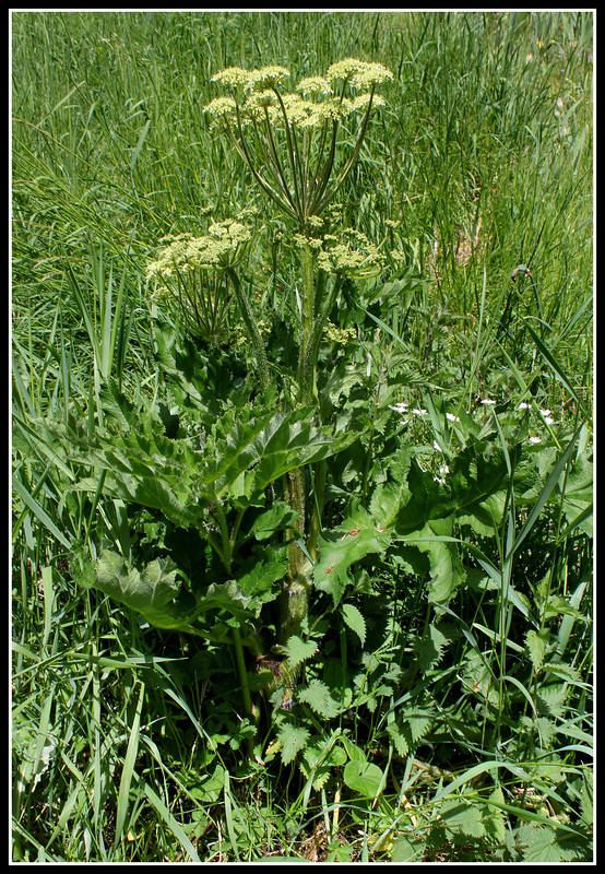Heracleum sphondyllum (4)