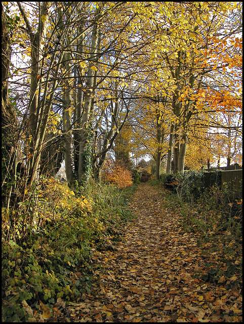 Beech Lane path