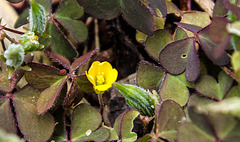 20170704 3495VRMw [D~LIP] Aufrechter Sauerklee (Oxalis stricta L., Syn.: Oxalis europaea Jord. und Oxalis fontana Bunge), Bad Salzuflen