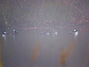 Hooded mergansers on a foggy morning