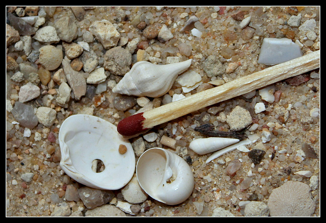 Mini fossiles des sables éocènes