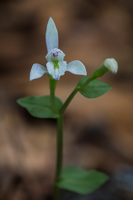 Triphora trianthophorus (Three-birds orchid)