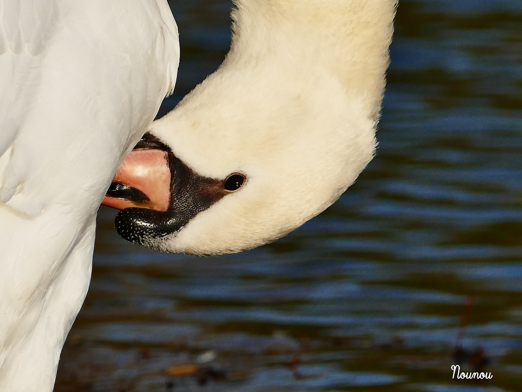 cygne tuberculé