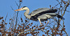 20190216 4401CPw [D~BI] Graureiher, Tierpark Olderdissen, Bielefeld