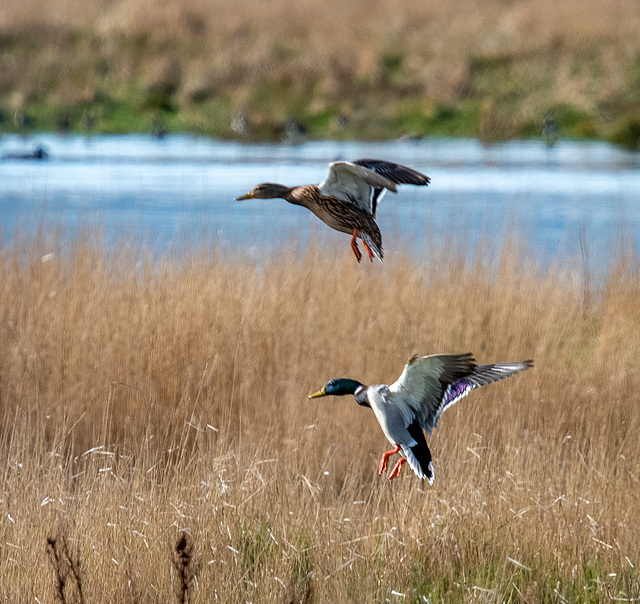 Mallards