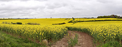 Fields of Gold - North Yorkshire