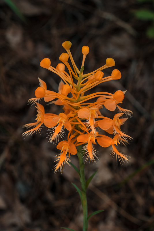Platanthera ciliaris (Yellow Fringed orchid)