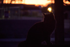 SquirrelCat watching the sunset