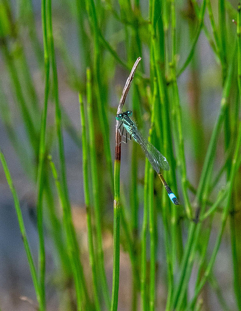 Blue tailed damselfly