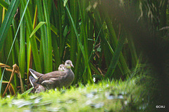 The Moorhen family