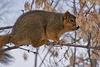 foraging squirrel