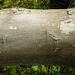 20220923 1777CPw [D~LIP] Berg-Ahorn (Acer pseudoplatanus), UWZ, Bad Salzuflen