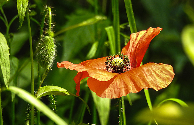 20230608 0740CPw [D~LIP] Klatsch-Mohn (Papaver rhoeas), Bad Salzuflen
