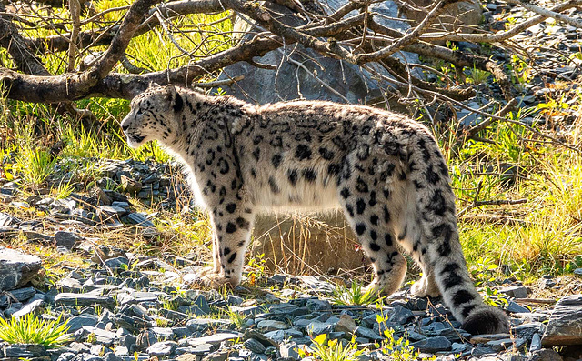 Snow leopard