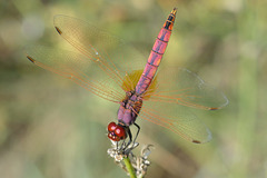 DSC 4510 Violet Dropwing m (Trithemis annulata)