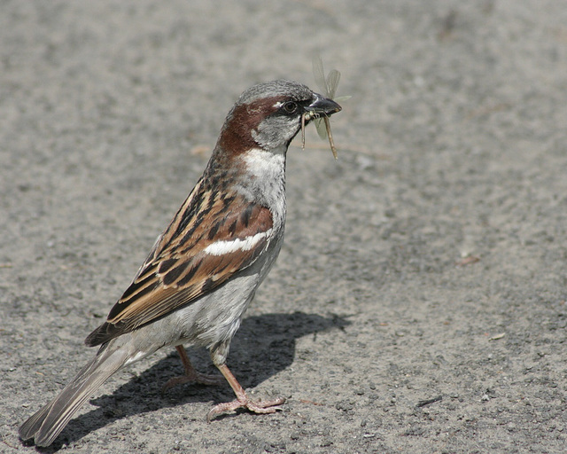 moineau domestique / house sparrow